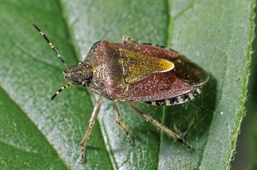 Berry Shield Bug (Dolycoris baccarum)