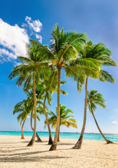 Exotic high palm trees, wild beach azure waters, Caribbean Sea, Dominican