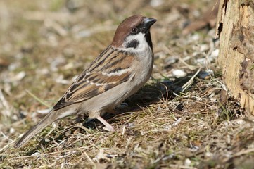 Tree sparrow (Passer montanus), foraging, Untergroeningen, Baden-Wuerttemberg, Germany, Europe