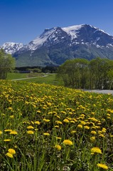 Brulandselva, Snoefjellet, dandelion meadow, Breheimen National Park, Sogn og Fjordane, Norway, Scandinavia, Northern Europe, Europe