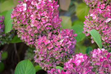 Hydrangea bigleaf or macrophylla pink flowers with green leaves
