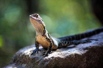 Lizard sitting on stone looking curious around the green nature