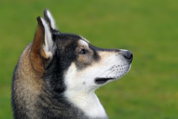 Siberian Husky (Canis lupus familiaris), one year old male, portrait