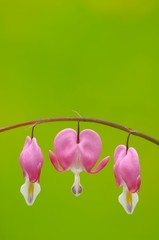 Fototapeta premium Venus's car, bleeding heart, Dutchman's trousers, or lyre flower (Dicentra spectabilis)