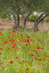 Poppies in an olive grove on the Island of Hvar, Croatia, Europe