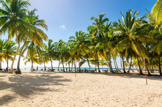 Exotic Caribbean beach full of beautiful palm trees, Dominican Republic