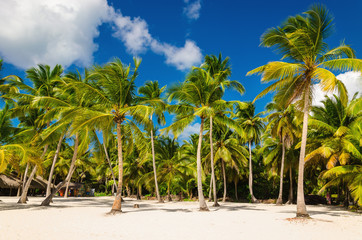 Naklejka na ściany i meble Exotic Caribbean beach full of beautiful palm trees, Dominican Republic