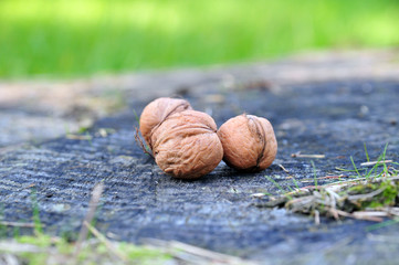 Brown Walnuts on the Stump