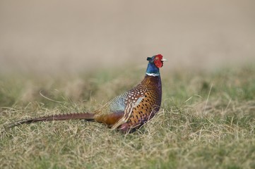Common Pheasant (Phasianus colchicus), Emsland district, Germany, Europe