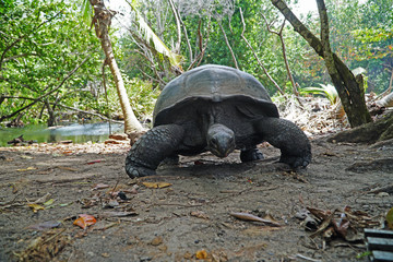 Naklejka premium Giant tortoise walking to the camera