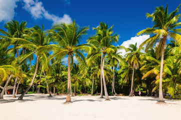 Obraz na płótnie Canvas Exotic high palm trees on a wild beach against the azure waters of the Caribbean Sea, Dominican Republic
