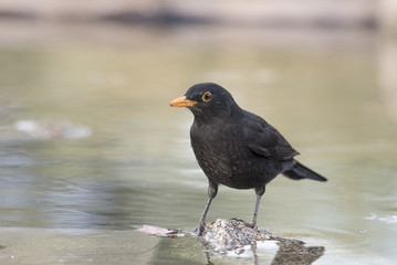 blackbird

