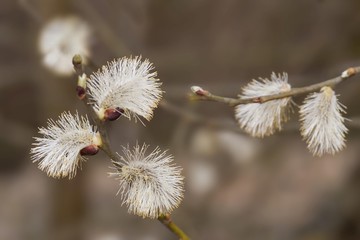 Catkins (Salix)