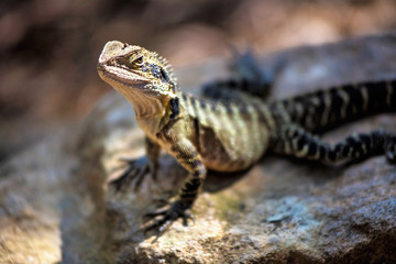 Lizard sitting on brown stone enjoying morning sun
