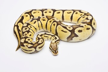 Royal Python (Python regius), Vanilla Super Pastel, female, Willi Obermayer reptile breeding, Austria, Europe