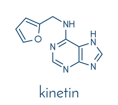 Kinetin (N6-furfuryladenine) plant hormone molecule. Promotes cell division in plants. Used in skin care and cosmetics for supposed anti-aging properties. Skeletal formula.