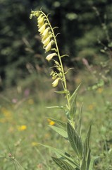 Large Yellow Foxglove (Digitalis grandiflora), Swabian Alb, Baden-Wuerttemberg, Germany, Europe