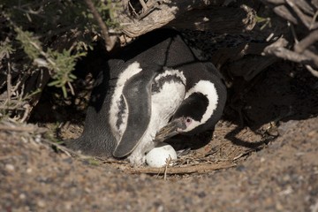 Magellanic Penguin (Spheniscus magellanicus) standing next to egg in nest, Punta Tombo, Argentina, South America