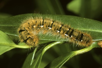 Oak Eggar (Lasiocampa quercus), caterpillar