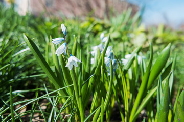 Scilla mischtschenkoana makes the way through fallen leaves. Natural spring background. Moscow, Russia.