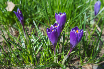 Crocus flowers makes the way through fallen leaves. Natural spring background. Moscow, Russia.