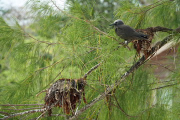 Lesser noddy close to its nest