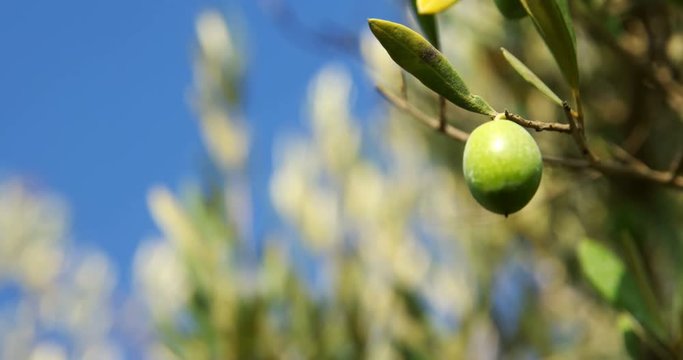 Close-up of olives on branch in farm 