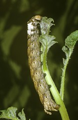 Death's-head Hawkmoth (Acherontia atropos), brown species, caterpillar feeding on a potato