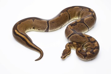 Royal Python (Python regius), Super Venom, female, Markus Theimer reptile breeding, Austria, Europe