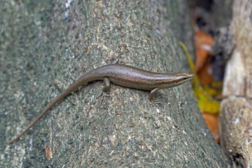 Seychelles Skink