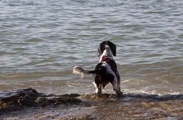 Mongrel standing by the sea and playing with the waves