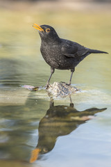 blackbird
