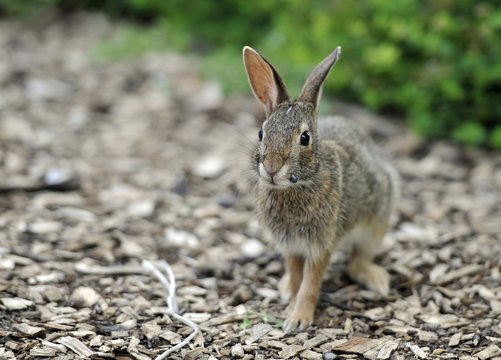 Cottontail rabbit (Sylvilagus), leveret, with ticks on its mouth, Chicago, Illinois, United States of America, USA, North America