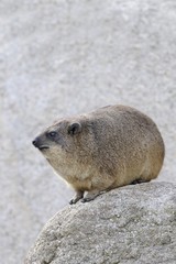 Rock Hyrax or Cape Hyrax (Procavia capensis)