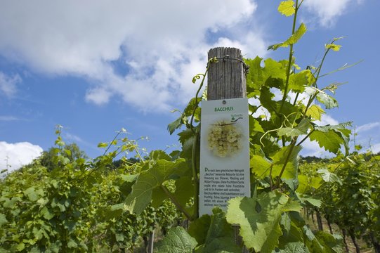 Panel, "Bacchus" on a row of grapevines, Abt-Degen-Steig, Hassberg district, Lower Franconia, Bavaria, Germany, Europe