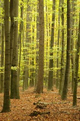 Beech (Fagus sylvatica in the) forest in autumn