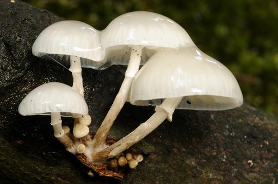 Porcelain fungus (Oudemansiella mucida)