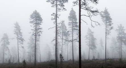 Fototapeta na wymiar Natural renewal in pine forest 