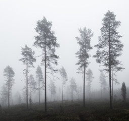 Fototapeta na wymiar Natural renewal in pine forest 