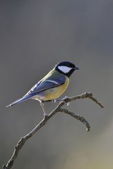 Obraz premium Great Tit (Parus major)
