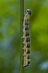 Large White, Cabbage Butterfly or Cabbage White (Pieris brassicae), caterpillar