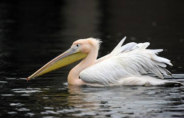 White Pelican (Pelecanus onocrotalus) swimming in a lake