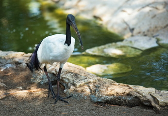 Australian ibis in the profile standing by the pond