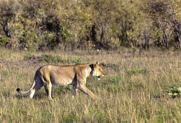 Old Lioness (Panthera leo) on the prowl, Masai Mara National Reserve, Kenya, East Africa, Africa, PublicGround, Africa