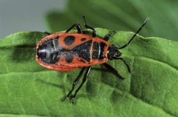 Fire bug (Pyrrhocoris apterus)