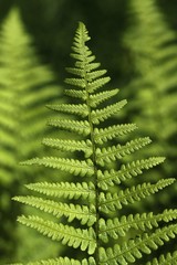 Fern frond