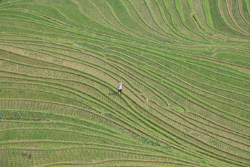 Naklejka premium Birdseye view of a farmer in Longji Rice terraces - Guilin, China