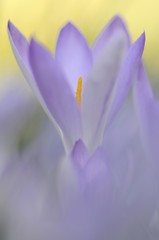 Fototapeta premium Woodland crocus, Tomasini's crocus (Crocus tommasinianus)