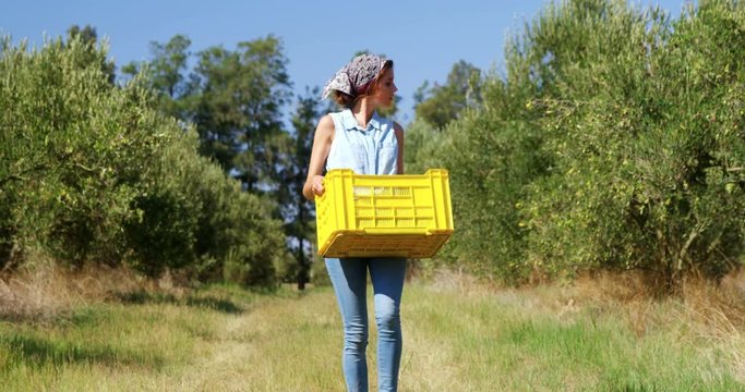 Woman walking with harvested olives in crate 