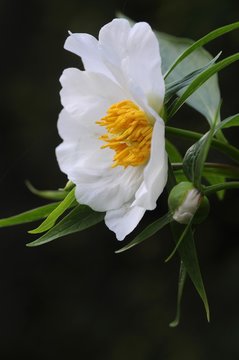 Himalayan peony (Paeonia emodi)